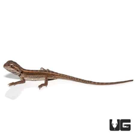 Baby Striped Bearded Dragons (Pogona vitticeps) For Sale - Underground Reptiles