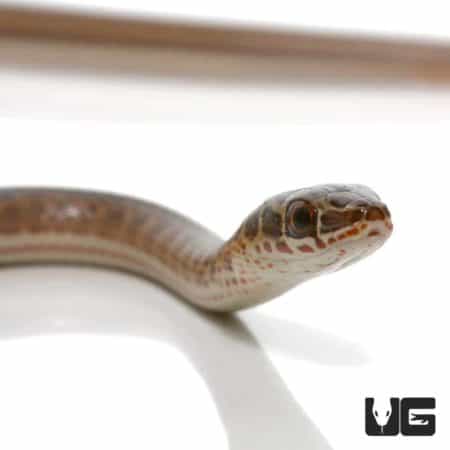 West African Garter Snakes (Psammophis sibilans) For Sale - Underground Reptiles