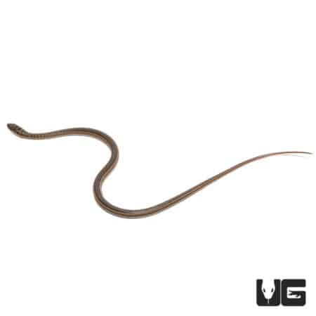 Baby West African Garter Snake, small and colorful reptile for sale.