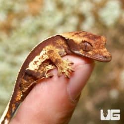 Baby Whitewall Pinstripe Crested Geckos (Correlophus ciliatus) For Sale - Underground Reptiles