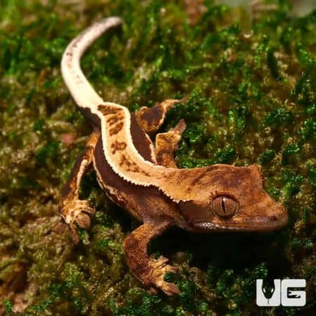 Baby Whitewall Pinstripe Crested Geckos (Correlophus ciliatus) For Sale - Underground Reptiles