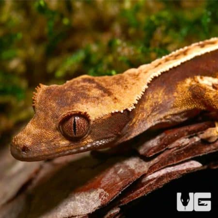 Close-up of a baby pinstripe white wall crested gecko on a branch.