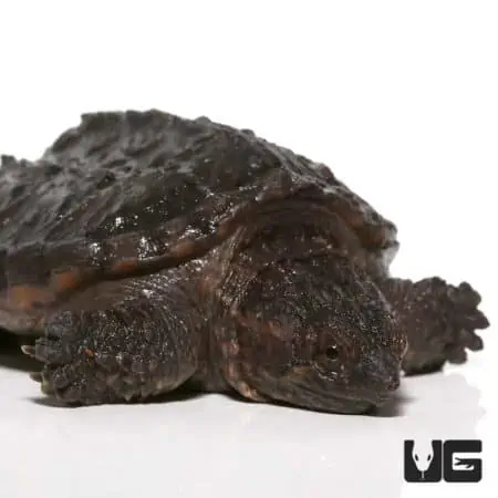 Common Snapping Turtles (Chelydra serpentina) For Sale - Underground Reptiles
