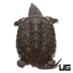 Juvenile common snapping turtle with bent tail, showcasing its rugged shell and small size.