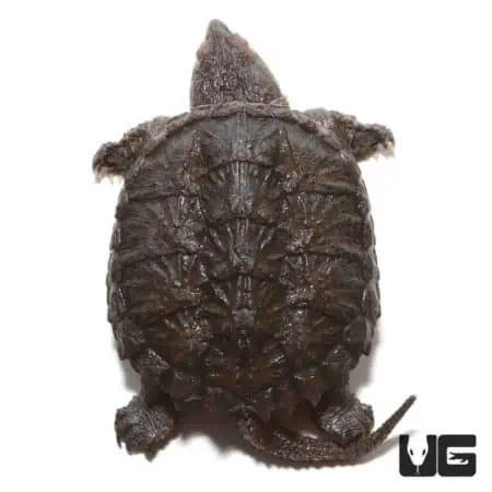 Juvenile common snapping turtle with bent tail, showcasing its rugged shell and small size.