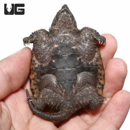 Juvenile common snapping turtle showcasing its distinctive shell and tail features.