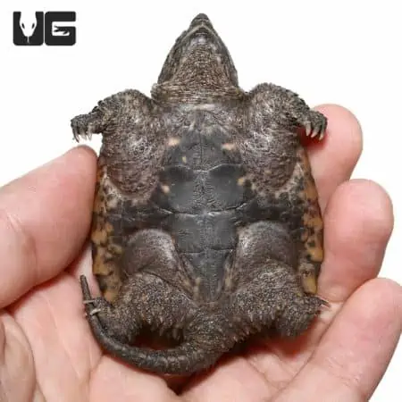 Juvenile common snapping turtle showcasing its distinctive shell and tail features.