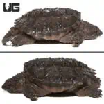 Common Snapping Turtles (Chelydra serpentina) For Sale - Underground Reptiles
