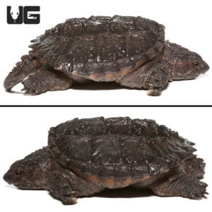 Common Snapping Turtles For Sale - Underground Reptiles