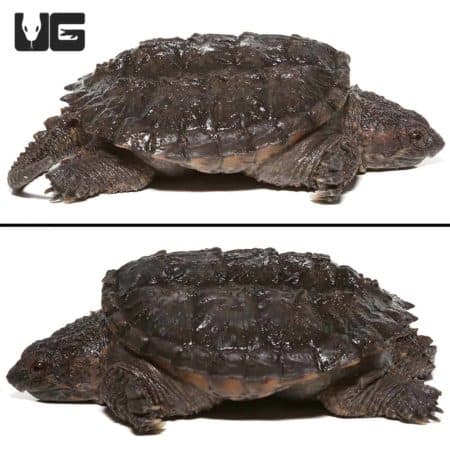 Common Snapping Turtles (Chelydra serpentina) For Sale - Underground Reptiles