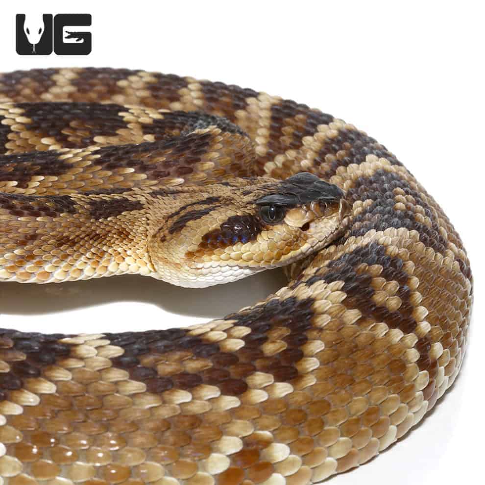 Baby Western Diamondback Rattlesnake for sale Underground Reptiles