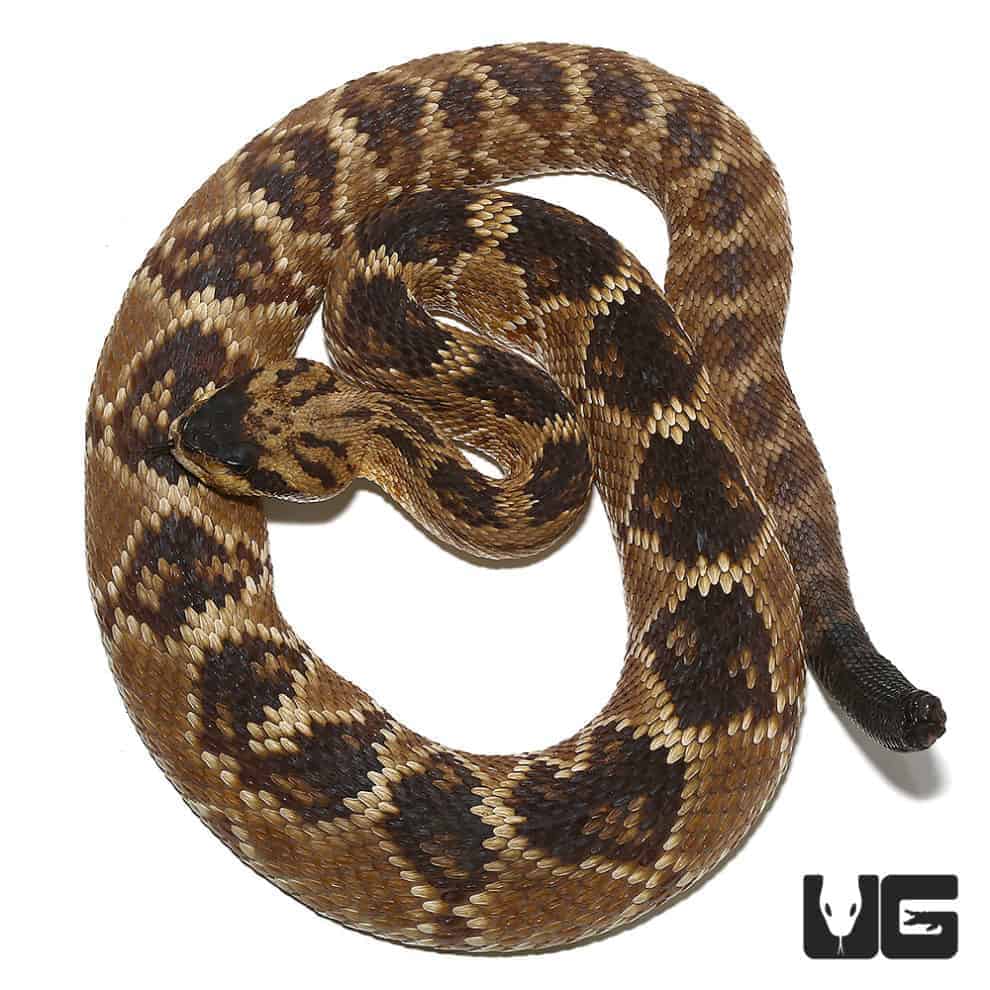 Baby Western Diamondback Rattlesnake for sale Underground Reptiles