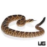 Texas Blacktail Rattlesnake (Crotalus ornatus) for sale - Underground Reptiles