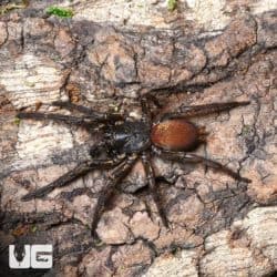 Bolivian Curtain Web Spider Pair (Fufius lanicius) For Sale - Underground Reptiles