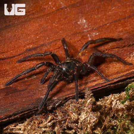 Pair of Bolivian Curtain Web Spiders on wood surface.