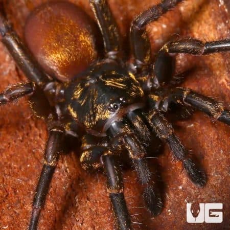 Close-up of Bolivian Curtain Web Spider pair (2'') on natural background.
