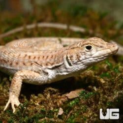 Bosc's Fringe Fingered Lizard For Sale - Underground Reptiles