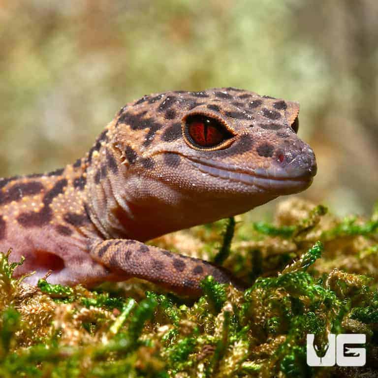 Bawangling Cave Geckos (Goniurosaurus bawanglingensis) For Sale