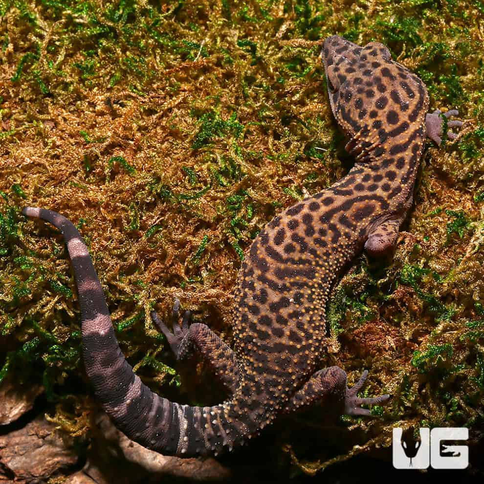 Bawangling Cave Geckos (Goniurosaurus bawanglingensis) For Sale Underground Reptiles