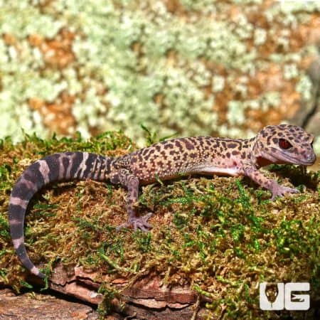 Sub-Adult Female Bawangling Cave Gecko resting on mossy log.