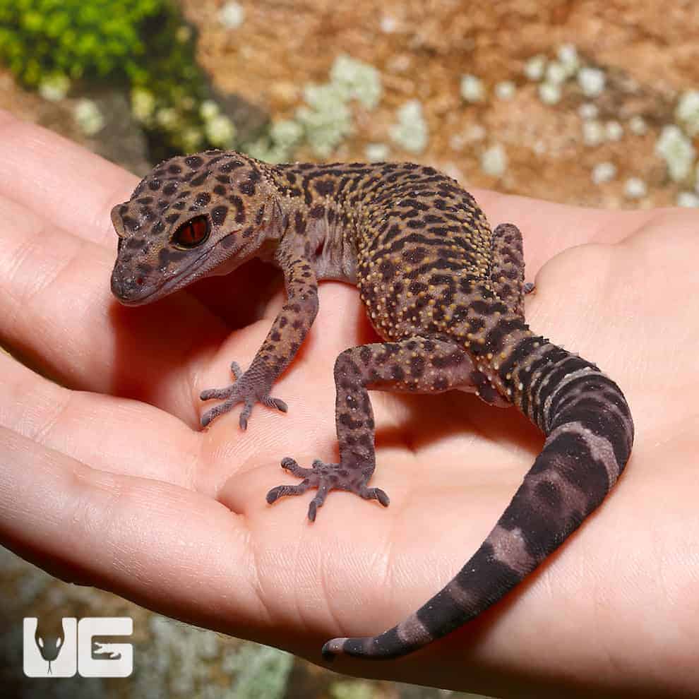 Bawangling Cave Geckos (Goniurosaurus bawanglingensis) For Sale