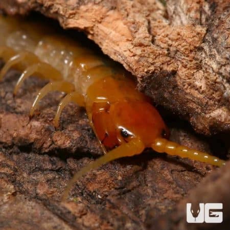 Centipede crawling under bark, showcasing its segmented body and numerous legs.