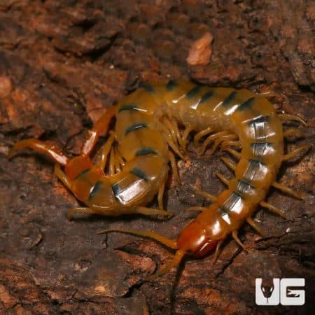 Centipede with yellow and black striped body on tree bark.