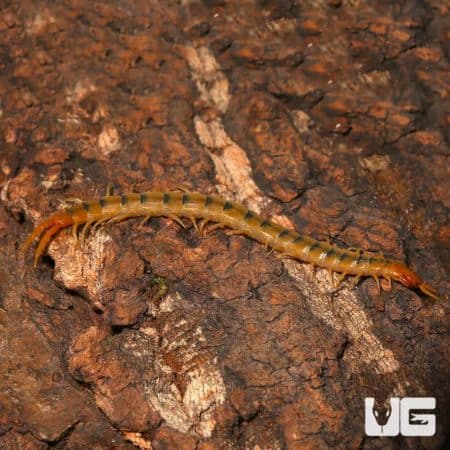 Egyptian centipede crawling on bark, showcasing its elongated body and numerous legs.