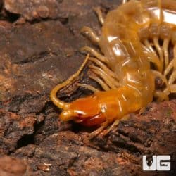 Egyptian Centipedes (Scolopendra morsitans) For Sale - Underground Reptiles