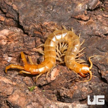 Close-up of an Egyptian centipede crawling on tree bark, showcasing its segmented body and numerous.