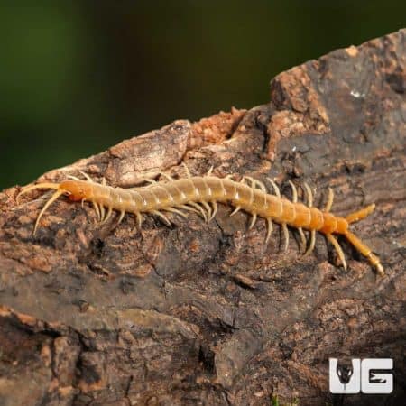 Egyptian centipede crawling on tree bark, close-up view.