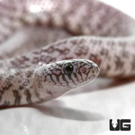 Baby Ghost Florida Kingsnakes (Lampropeltis getula floridana) For Sale - Underground Reptiles