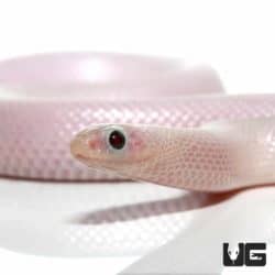 Female Florida Hypo White Sided Ghost Kingsnakes (Lampropeltis getula brooksi) For Sale - Underground Reptiles