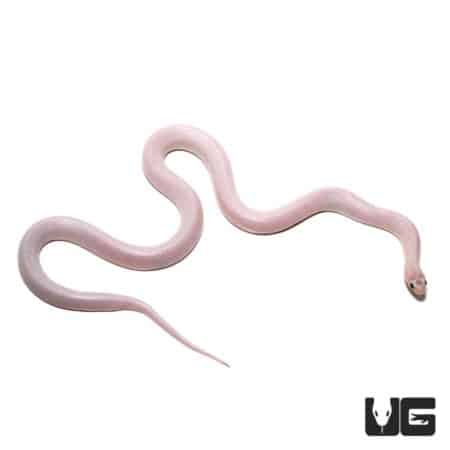 Female Florida Hypo White Sided Ghost Kingsnakes (Lampropeltis getula brooksi) For Sale - Underground Reptiles