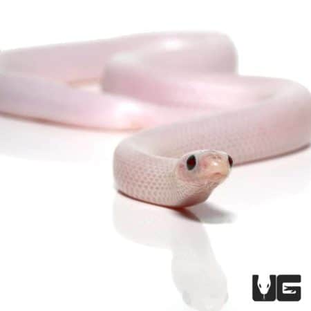 Female Florida Hypo White Sided Ghost Kingsnakes (Lampropeltis getula brooksi) For Sale - Underground Reptiles