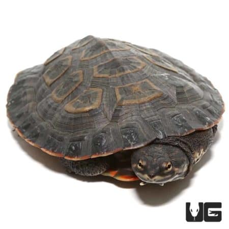 Baby Geoffrey’s Sideneck Turtles For Sale - Underground Reptiles