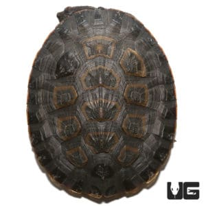 Turtles For Sale - Underground Reptiles