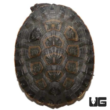 Close-up of Geoffrey’s Sideneck Turtle shell showing detailed pattern and texture.