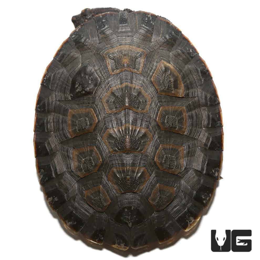 Baby Geoffrey’s Sideneck Turtles For Sale - Underground Reptiles