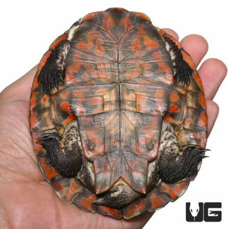 Close-up of Geoffrey’s Sideneck Turtle showing detailed shell pattern and coloration.