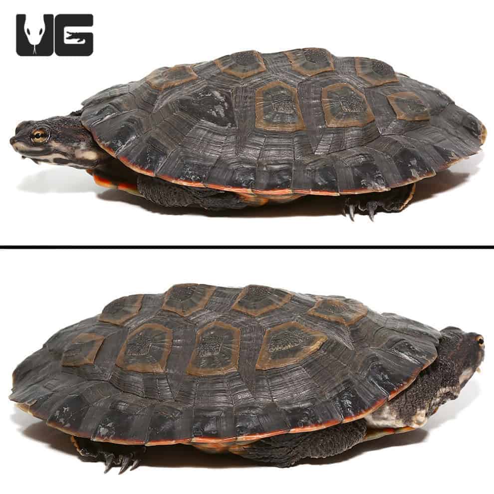 Baby Geoffrey’s Sideneck Turtles For Sale - Underground Reptiles