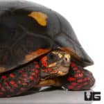 Redfoot Tortoises (Chelonoidis carbonaria) For Sale - Underground Reptiles