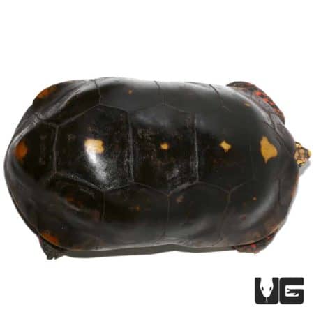 Redfoot Tortoises (Chelonoidis carbonaria) For Sale - Underground Reptiles