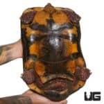 Redfoot Tortoises (Chelonoidis carbonaria) For Sale - Underground Reptiles