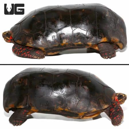 Redfoot Tortoise, adult male, showcasing vibrant red markings on legs and head.