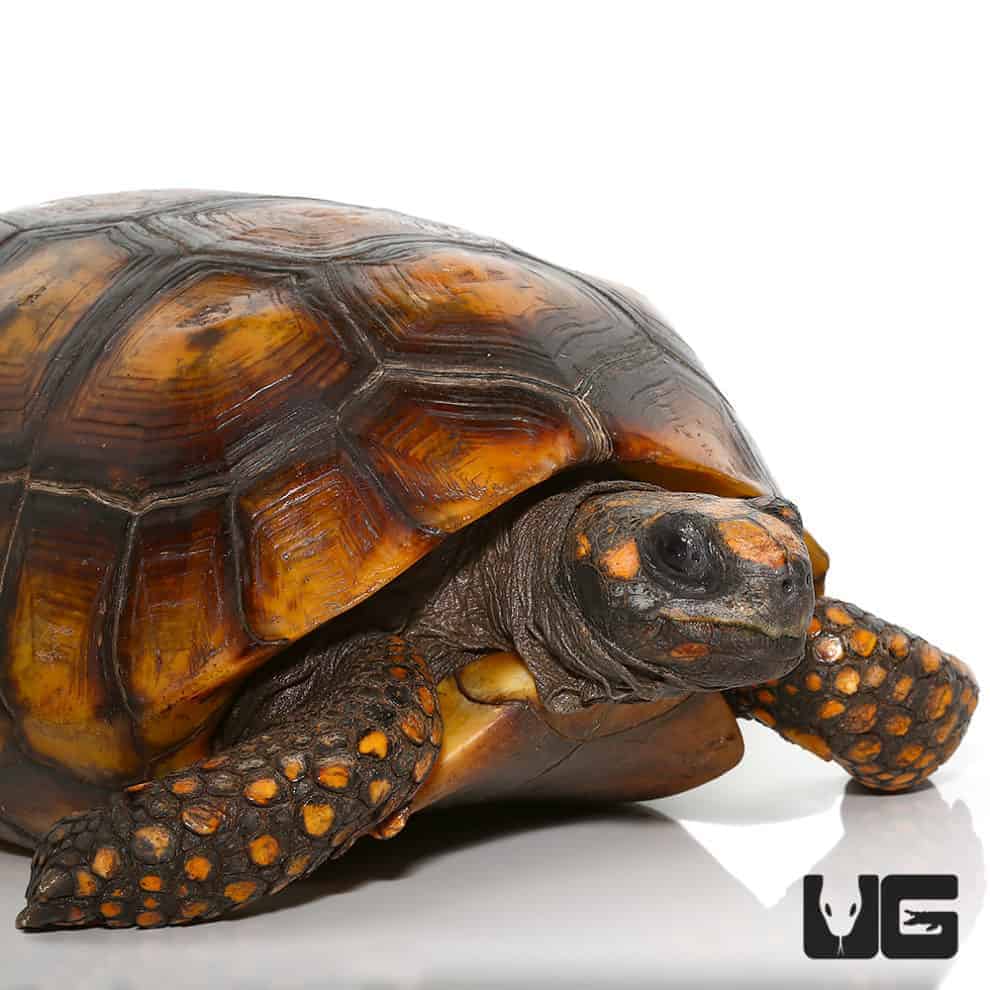 Redfoot Tortoise For Sale - Underground Reptiles