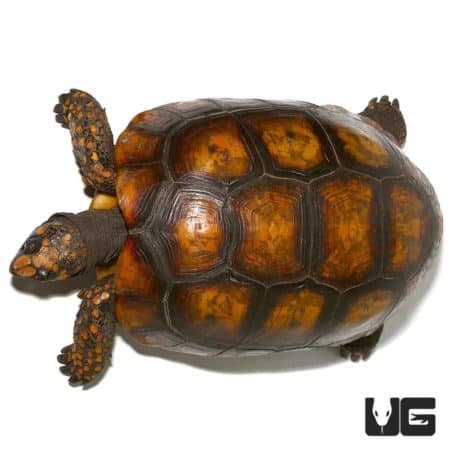 Redfoot Tortoise For Sale - Underground Reptiles