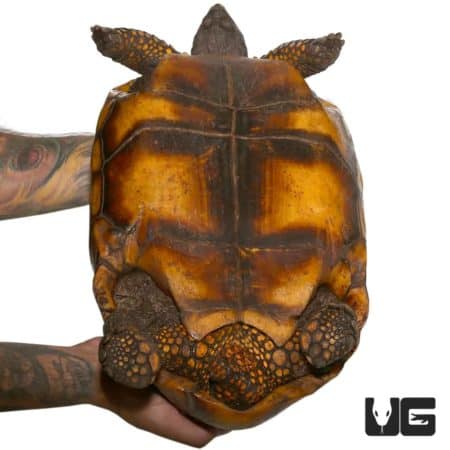Yellowfoot Tortoises (Chelonoidis carbonaria) For Sale - Underground Reptiles