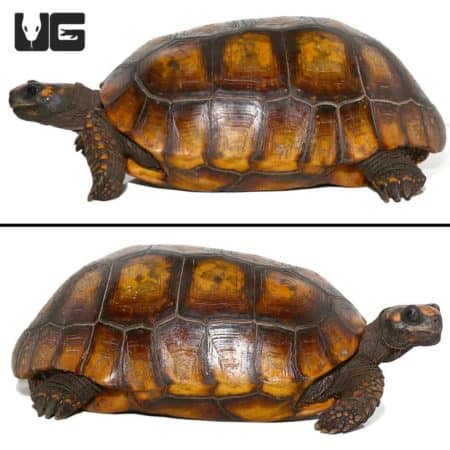 Giant adult female Yellowfoot tortoise, showcasing vibrant shell patterns and size.