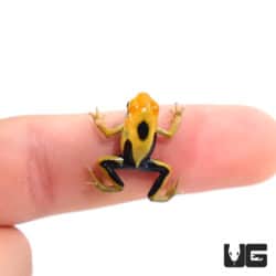 Giant Orange Tinctorius Dart Frog (Dendrobates tinctorious) For Sale - Underground Reptiles